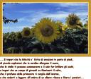 girasoli-con-pensiero.jpg