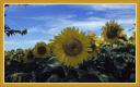 girasoli-olio-con-cornice-finale1.jpg