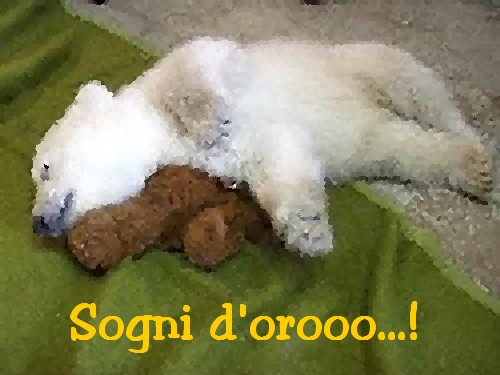 sogni-doro-1__.jpg