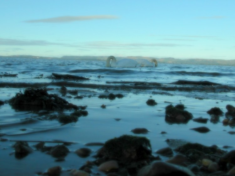 vivete per il presente ridotta