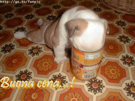 cane-cena.jpg
