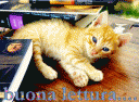 buona-lettura-con-gatto-finale.gif