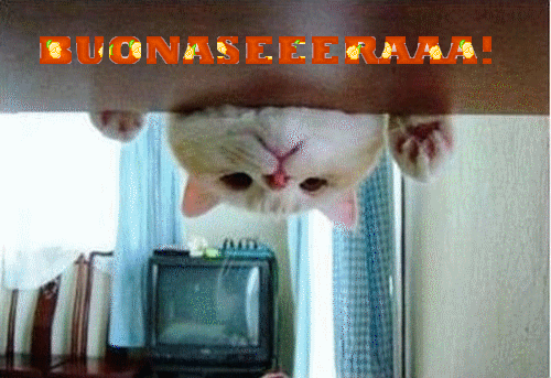 catbuonaseeeraaa-finale.gif