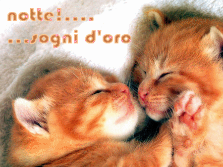 bacio-gattini.gif