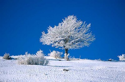 albero-con-neve-2-ridotta.jpg