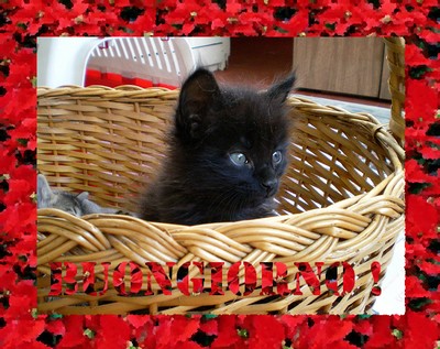 buongiorno-gattino-ridotta.jpg
