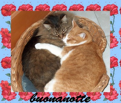notte-gattini-ridotta.jpg