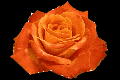 orange-rose-fiocchi-ridotta.gif
