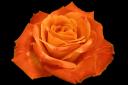 orange-rose.jpg