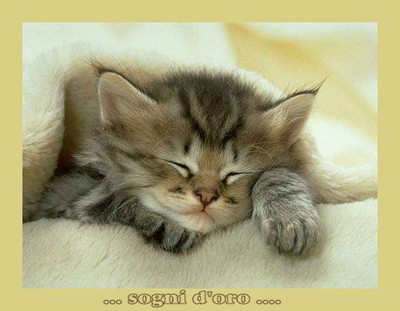 sogni-gattino-tenero-ridotta.jpg
