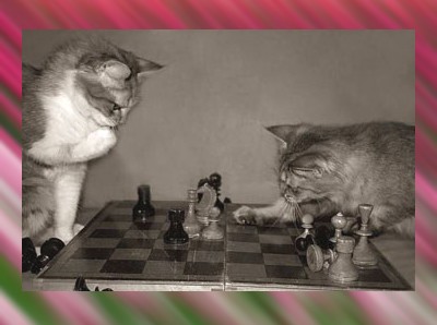 gatti-e-scacchi.jpg