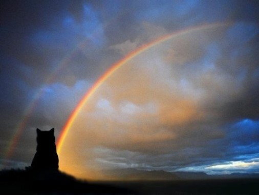 gatto-e-arcobaleno-3-ridotto1