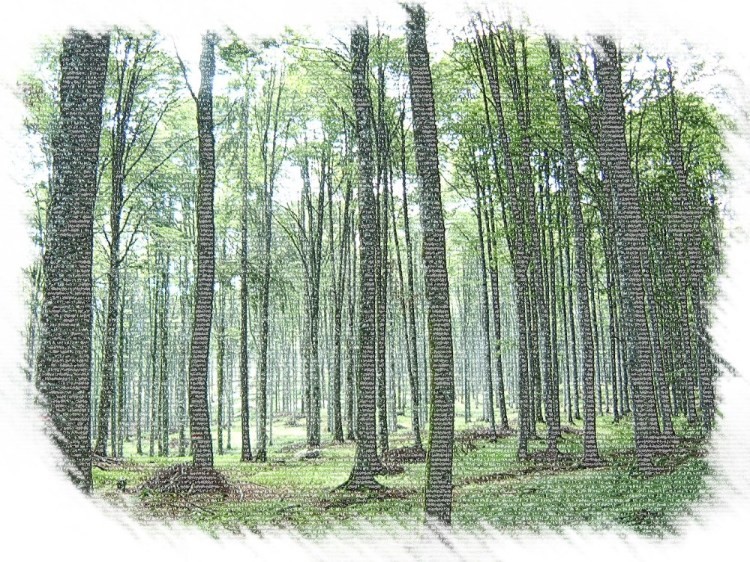 foresta2-matita-colorata
