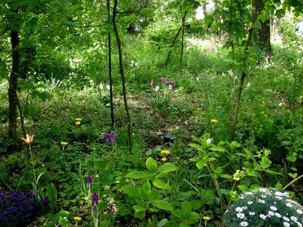 prato fiorito nostro