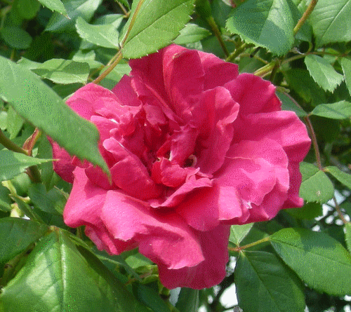 fiore rosse sovraposte finale