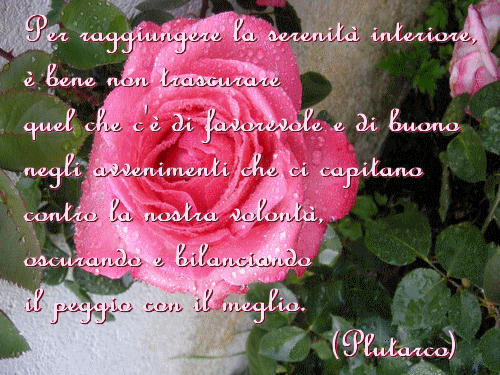 rosa incollata dissolvenza finale