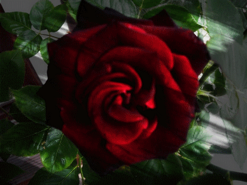 rosa sfumata ridotta a 30