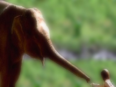 elefante per pensiero