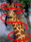 giraffa beam