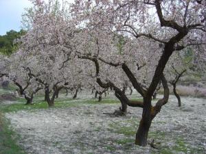 almendros en flor