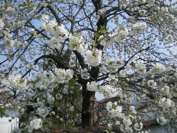 la primavera havenido ridotta