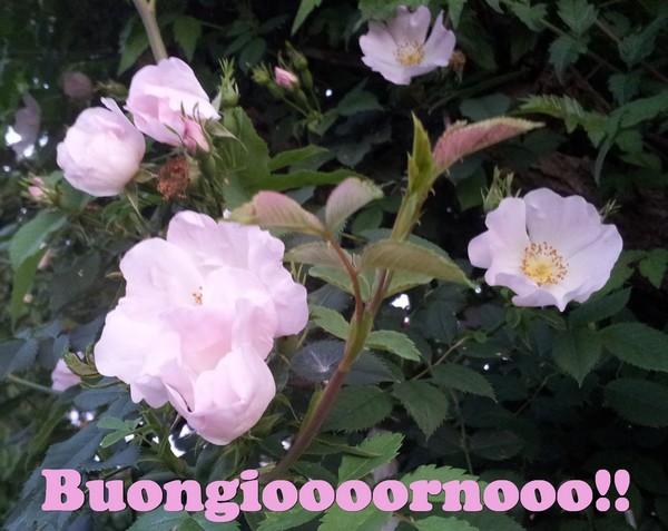 buongiorno rosa rid