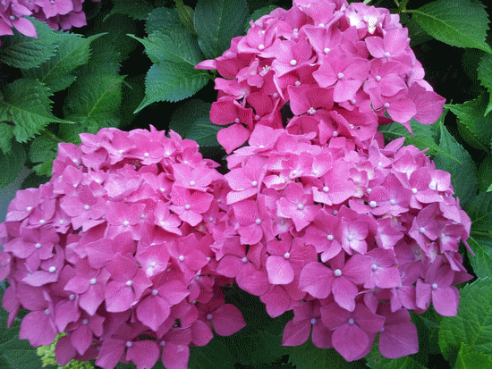ortensie  del giardino finale