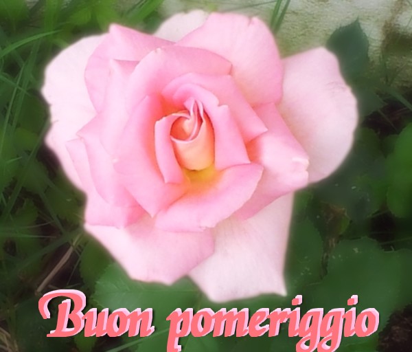 pomeriggio rosa
