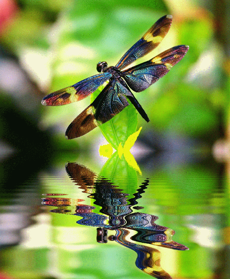 dragonfly reflexion2