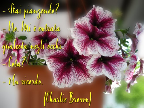 il ricordo di charliebrown 1