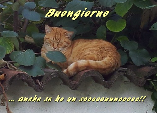 buongiornoconsonno