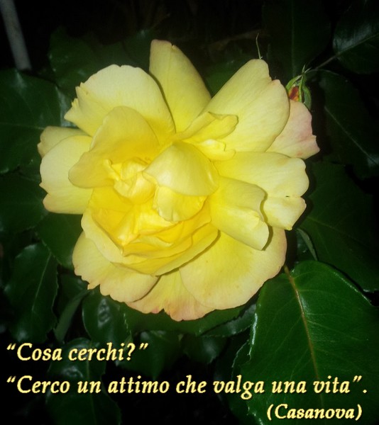 unattimochevalgaunavita