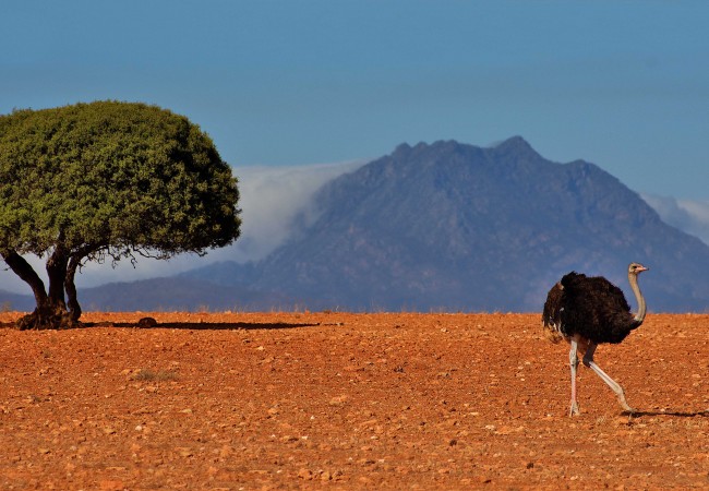 Sudafica-Dove-140-650x450