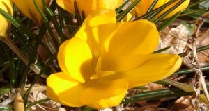 crocus-giallo